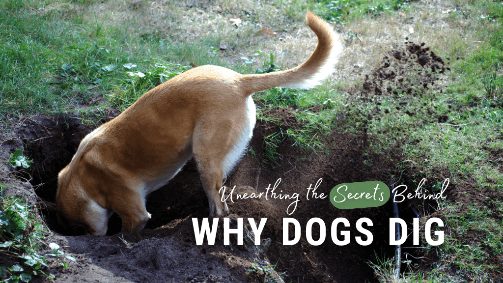 Unearthing the Secrets Behind Why Dogs Dig Unearthing the Secrets Behind Why Dogs Dig