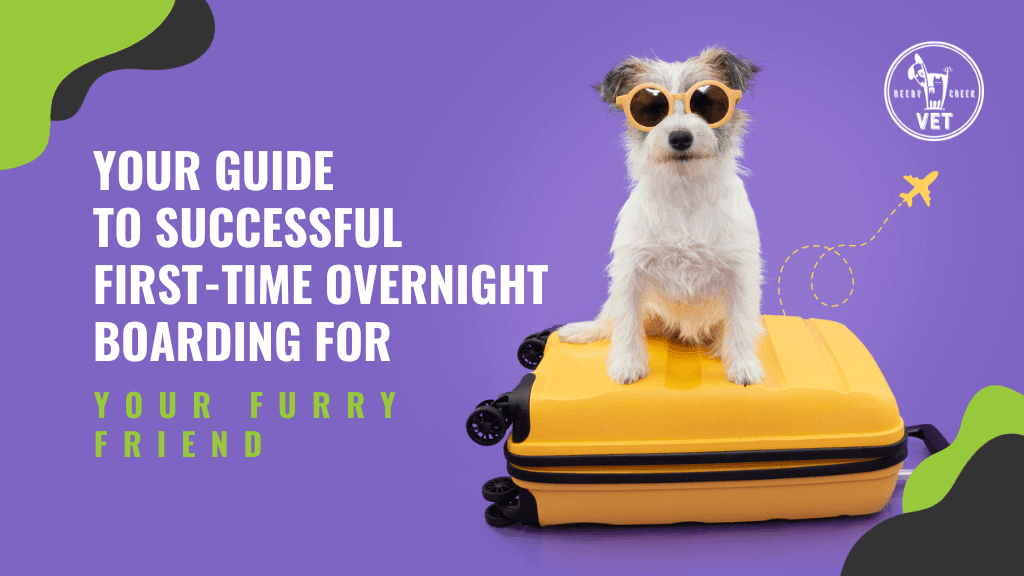 Your Guide to Successful First-Time Overnight Boarding for Your Furry Friend Your Guide to Successful First-Time Overnight Boarding for Your Furry Friend