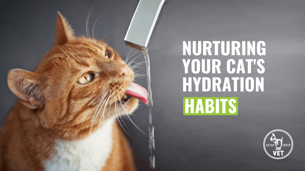 Nurturing Your Cat's Hydration Habits