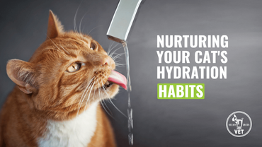 Nurturing Your Cat's Hydration Habits