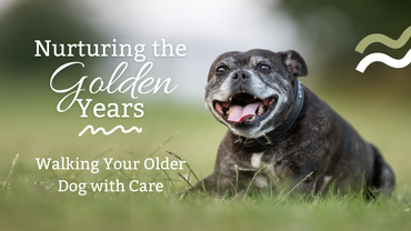 Nurturing the Golden Years: Walking Your Older Dog with Care