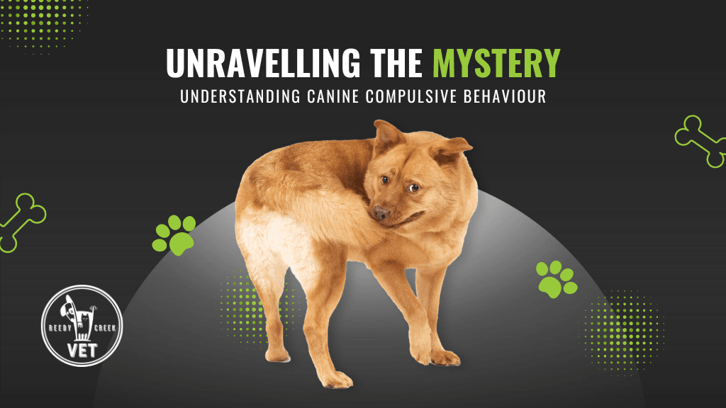 Canine Compulsive Disorder: Understanding, Diagnosing, and Treating Repetitive Behaviours in Dogs Canine Compulsive Disorder: Understanding, Diagnosing, and Treating Repetitive Behaviours in Dogs