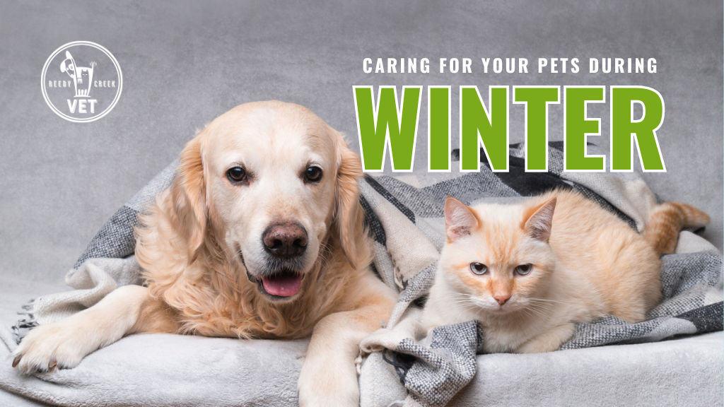 Caring For Your Pets During Winter