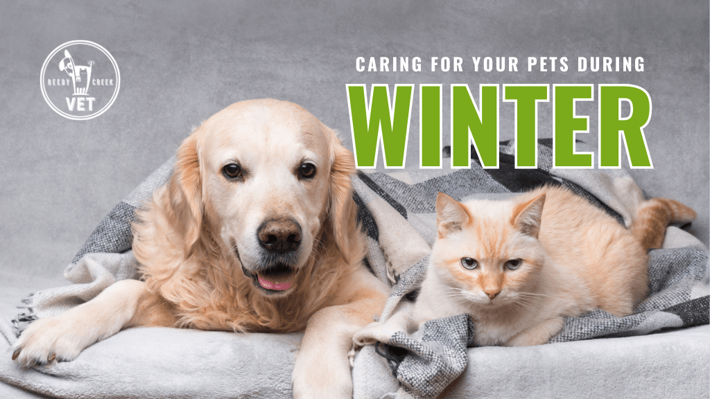 Keeping Your Pets Happy and Healthy During Winter: A Complete Care Guide Keeping Your Pets Happy and Healthy During Winter: A Complete Care Guide