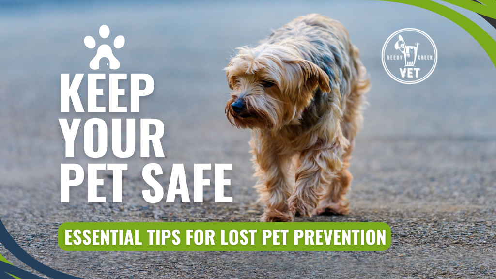Keep Your Pet Safe: Essential Tips for Lost Pet Prevention