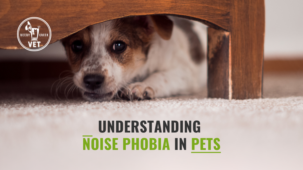 Understanding Noise Phobia in Pets: Helping Your Furry Friend Through the Storm