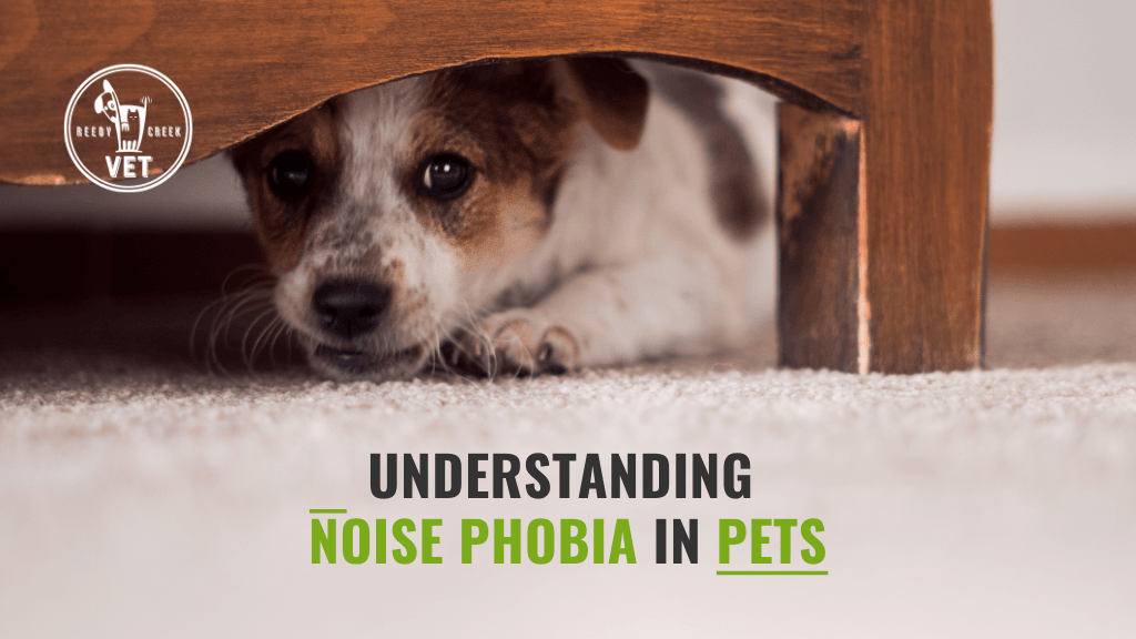 Understanding Noise Phobia in Pets: Helping Your Furry Friend Through the Storm Understanding Noise Phobia in Pets: Helping Your Furry Friend Through the Storm