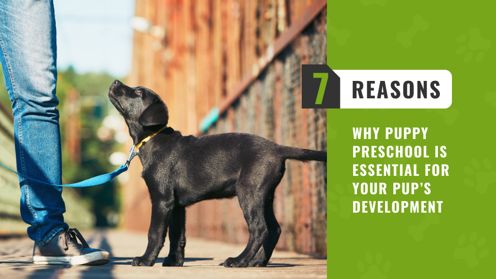 7 Reasons Why Puppy Preschool is Essential for Your Pup’s Development