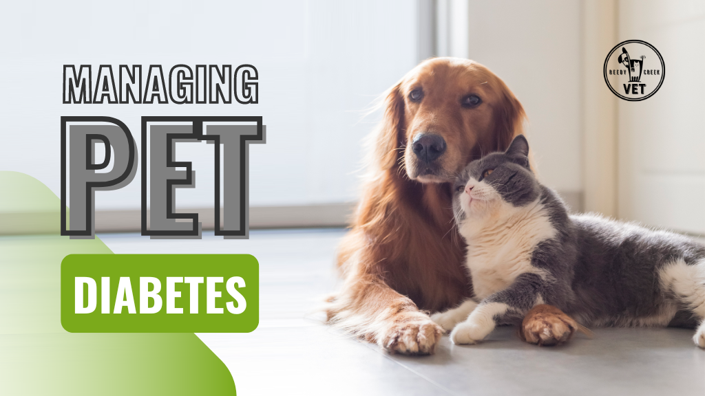 Pet Diabetes : What You Need To Know