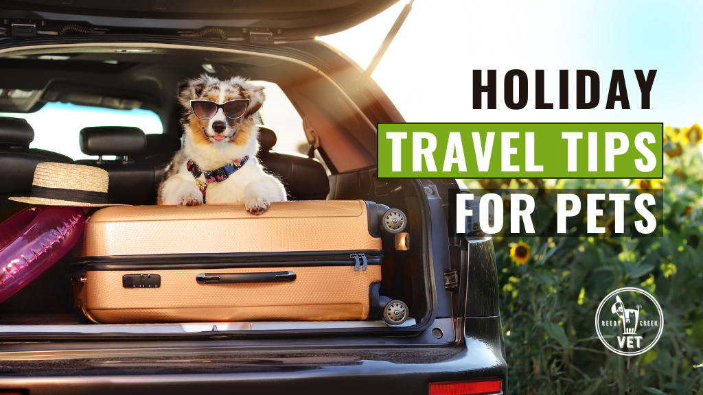 Pet Travel Made Easy: Essential Holiday Tips for a Safe Journey