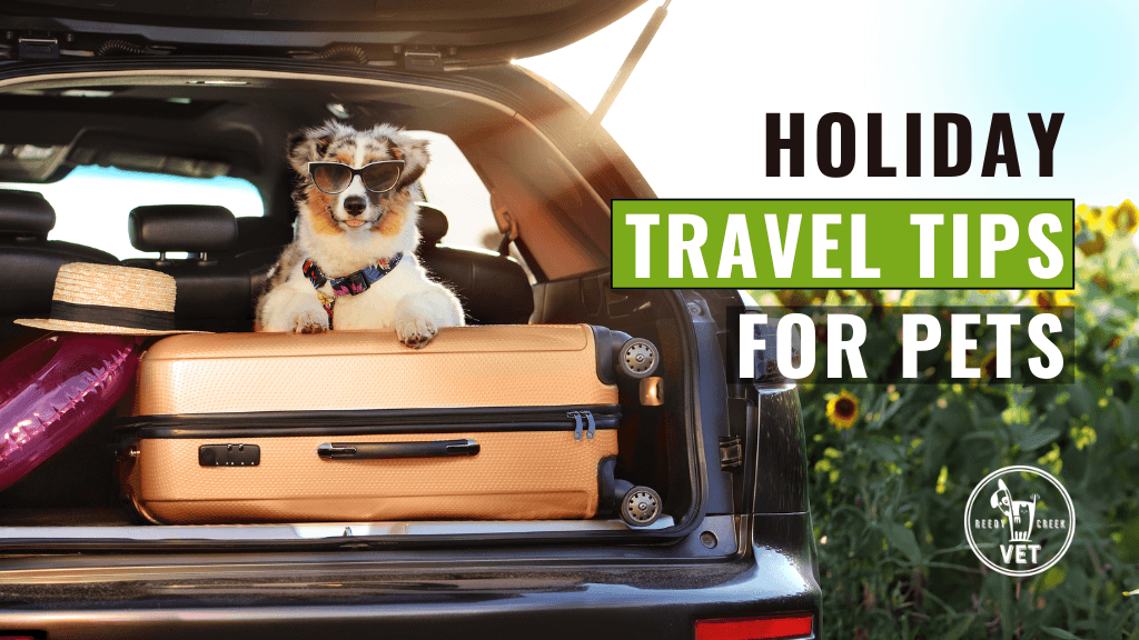 Pet Travel Made Easy: Essential Holiday Tips for a Safe Journey Pet Travel Made Easy: Essential Holiday Tips for a Safe Journey