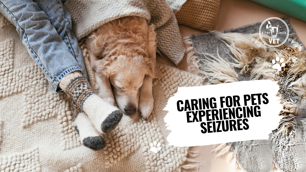 Caring for Pets Experiencing Seizures