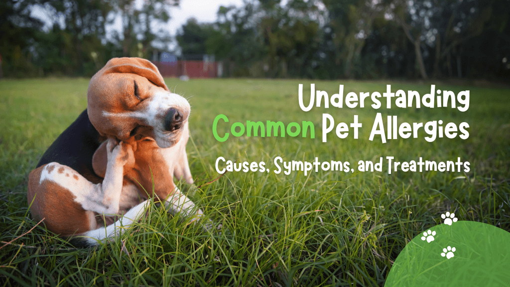 Understanding Common Pet Allergies: Causes, Symptoms, and Treatments Understanding Common Pet Allergies: Causes, Symptoms, and Treatments