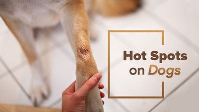 Moist dermatitis outlet dog paw