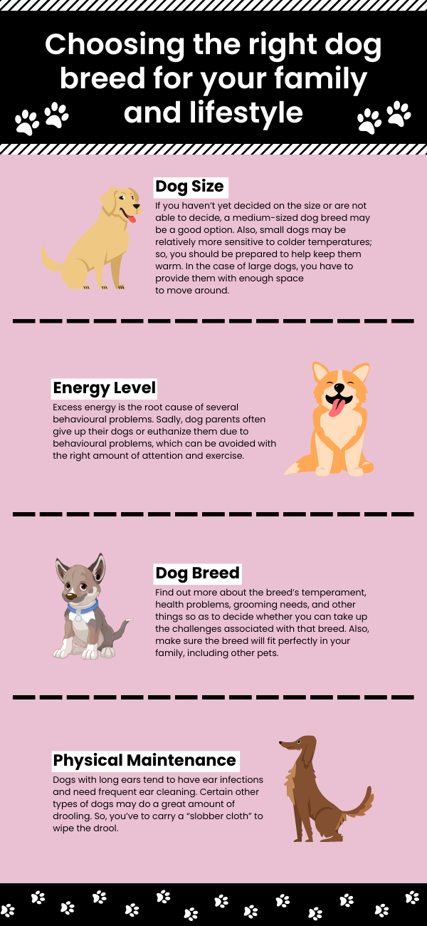 Choosing the right dog breed