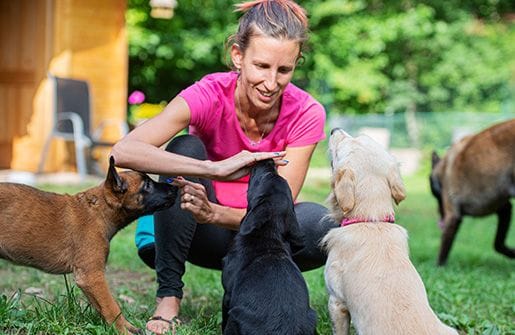 Puppy School Puppy School