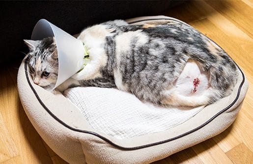 Pet Soft Tissue Surgery Pet Soft Tissue Surgery