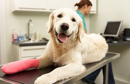 Pet Soft Tissue Surgery Pet Soft Tissue Surgery