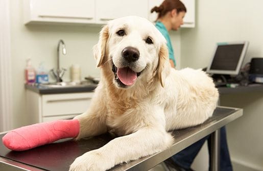 Pet Soft Tissue Surgery