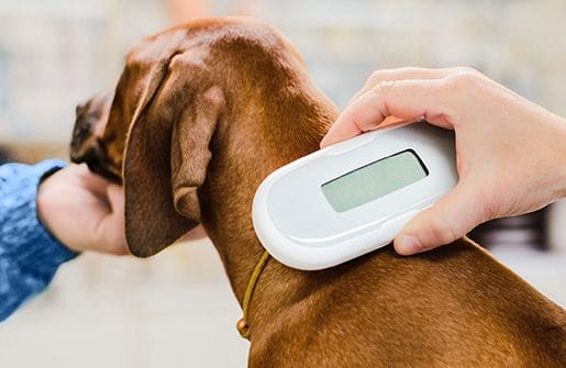 Pet Microchipping