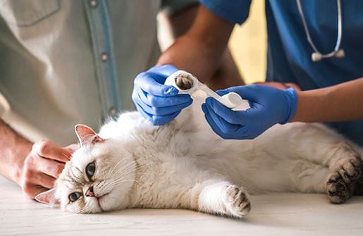 Pet Surgery