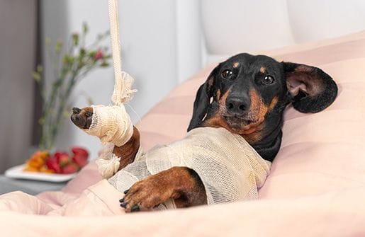 Pet Ortho Sx Pet Ortho Sx