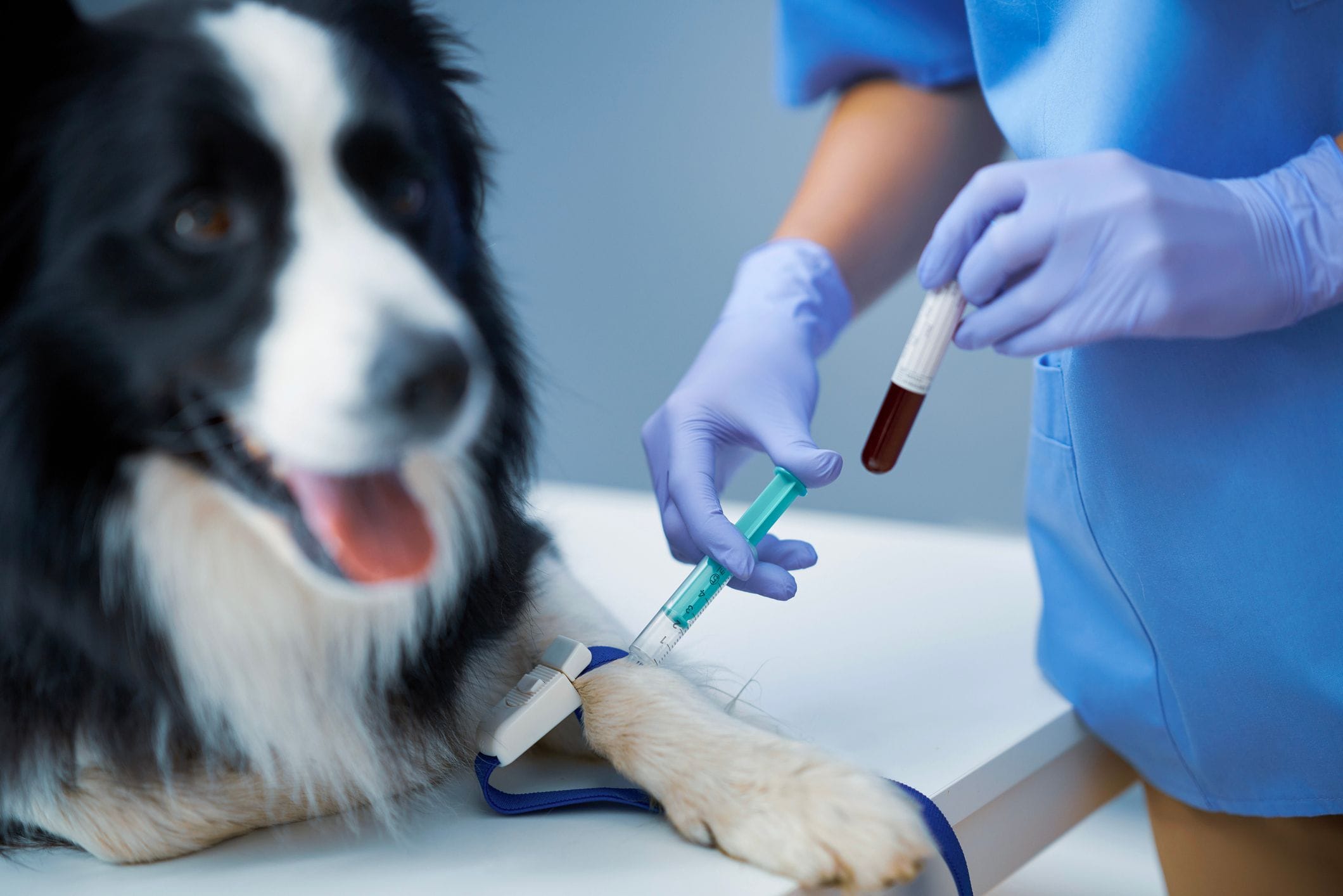In-house Blood Tests In-house Blood Tests