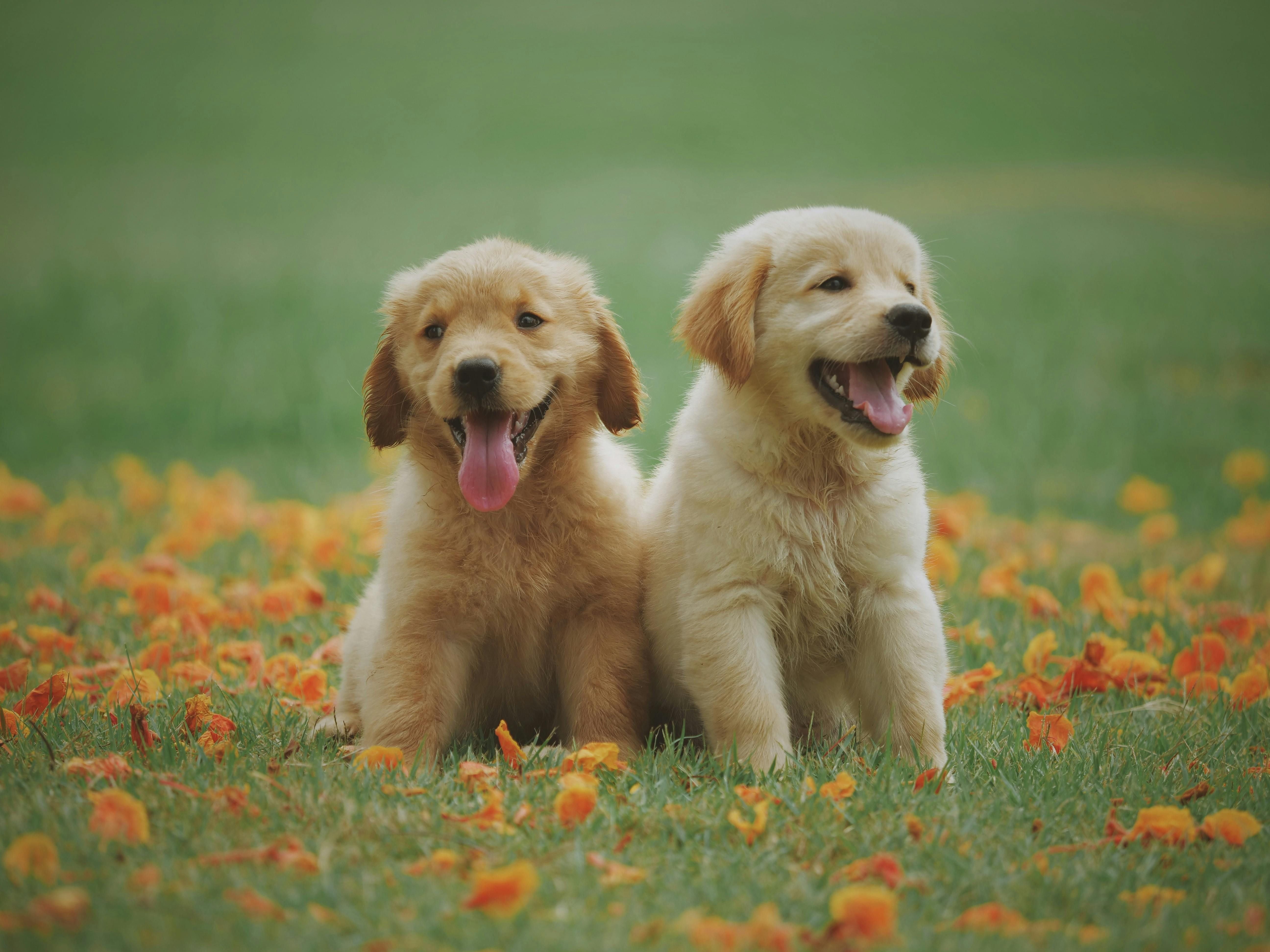 What Happens to Pets When the Owner Dies?