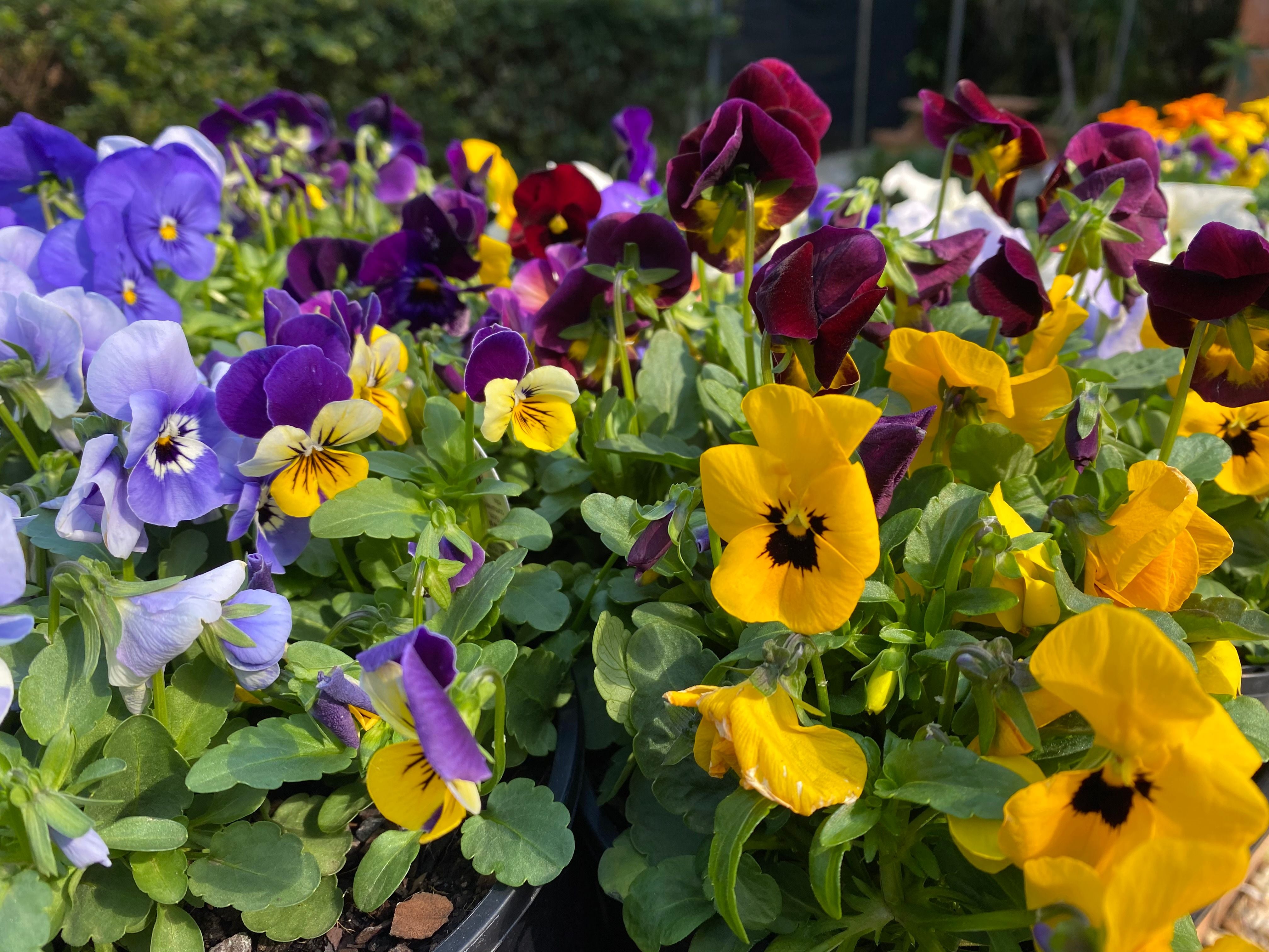 Nursery Gallery Image -605ab0765cbcc