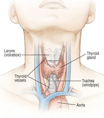 Natural Solutions For Thyroid Disorders