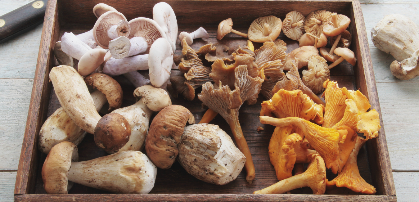 Fungal Mushrooms: A Natural Compound With Therapeutic Applications