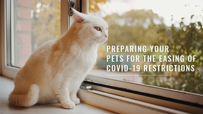Preparing Your Pets For The Easing Of COVID-19 Restrictions