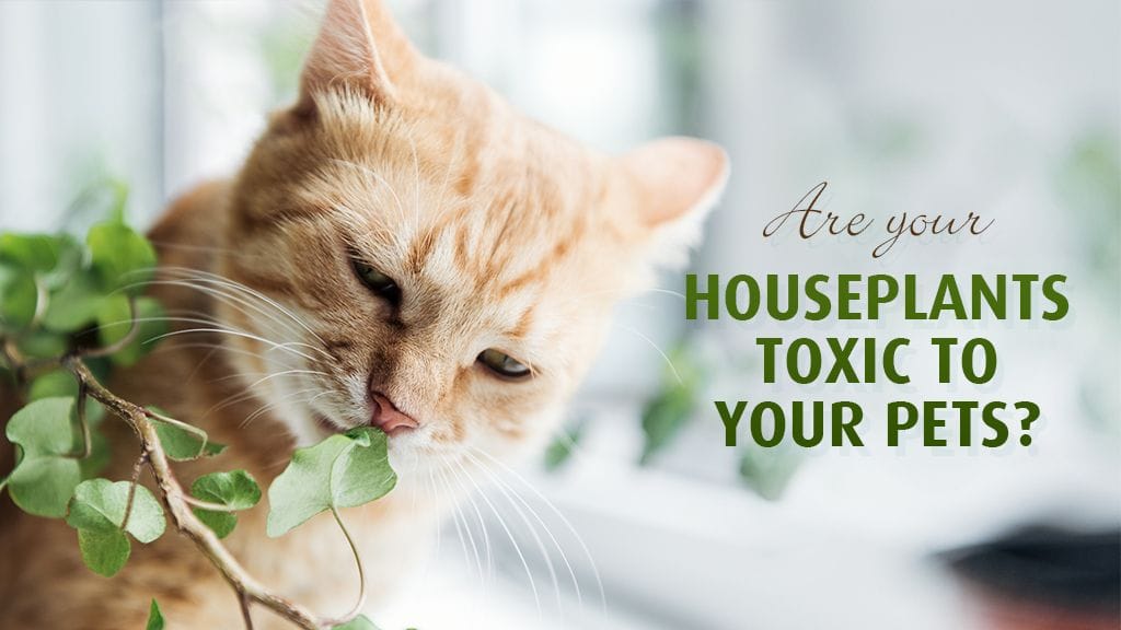 Are your houseplants toxic to your pets? | North Road Vet