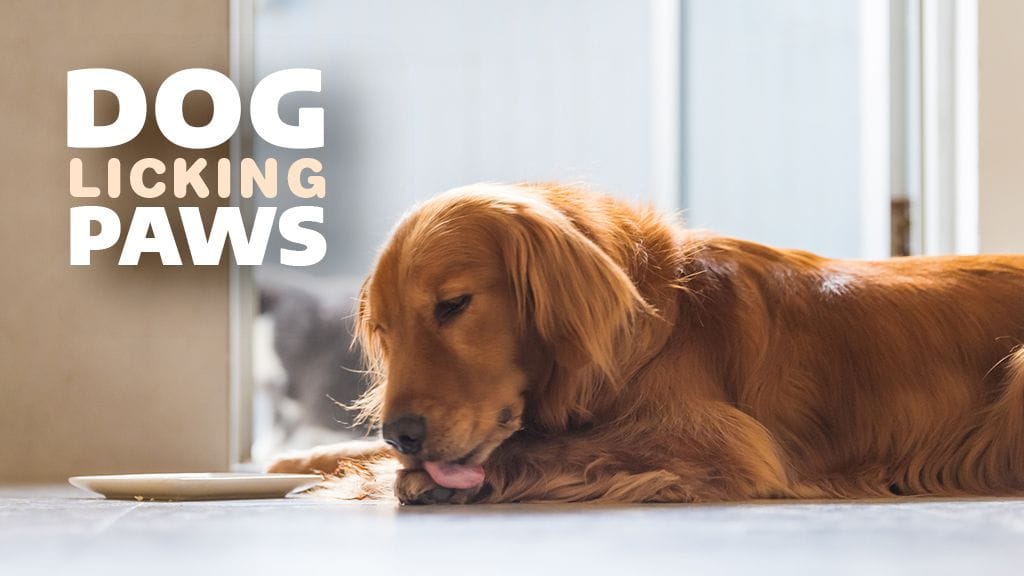 Why Dogs Lick Their Paws, and Should You be Concerned?