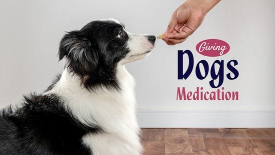 Steps to Giving Dogs Tablets | North Road Vet