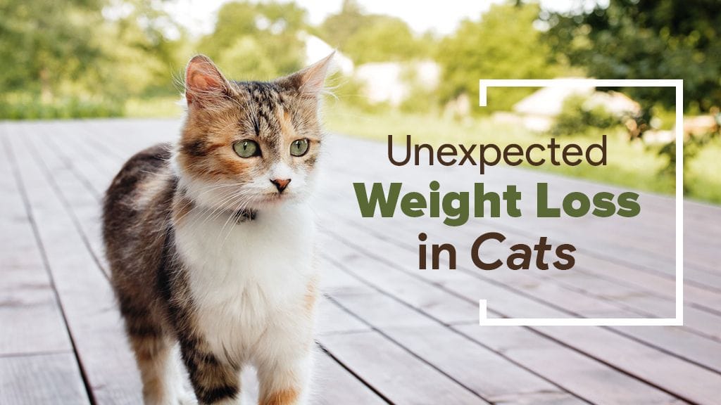 Weight management for cats sale