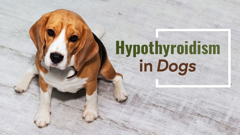 Hypothyroidism In Dogs Causes Symptoms Treatment
