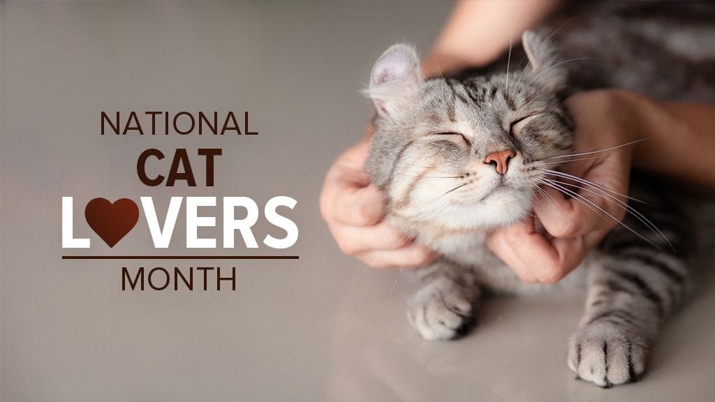 National Cat Lovers Month  Environment Enrichment at home