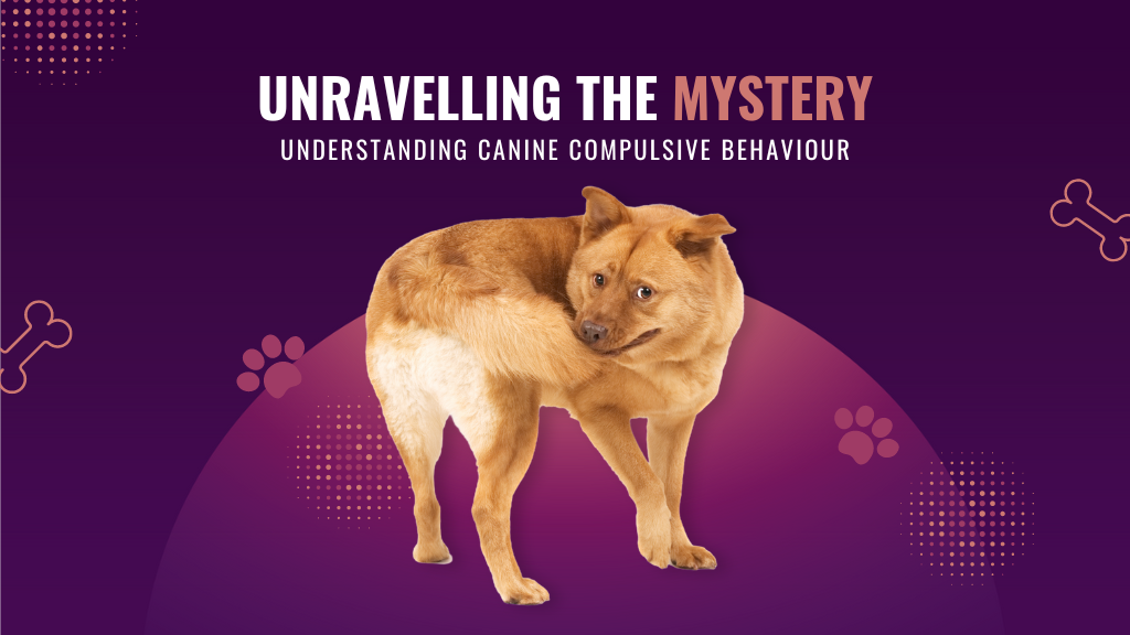 Unravelling the Mystery: Understanding Canine Compulsive Disorder