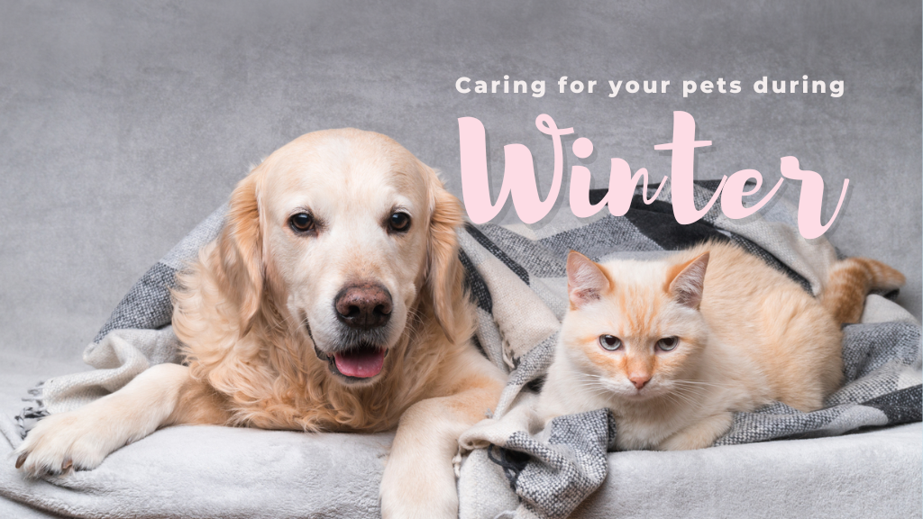 Caring For Your Pets During Winter