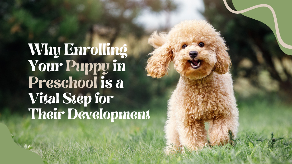 Why Enrolling Your Puppy in Preschool is a Vital Step for Their Development