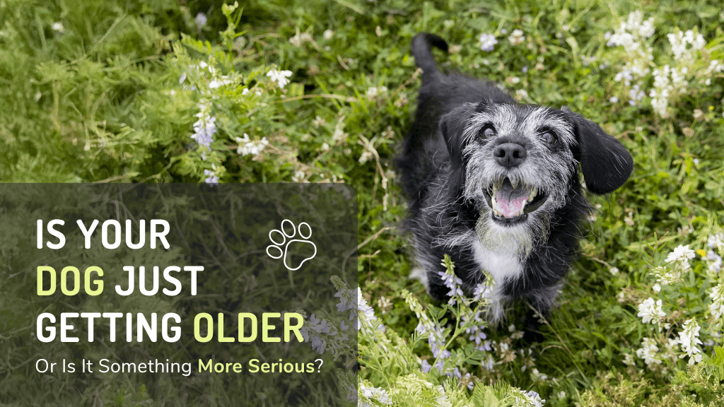 Is Your Dog Just Getting Older - Or Is It Something More Serious?