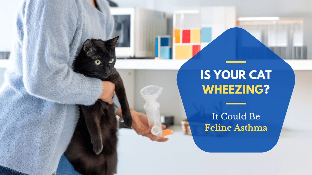 Is Your Cat Wheezing? It Could Be Feline Asthma