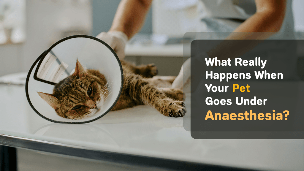 What Really Happens When Your Pet Goes Under Anaesthesia