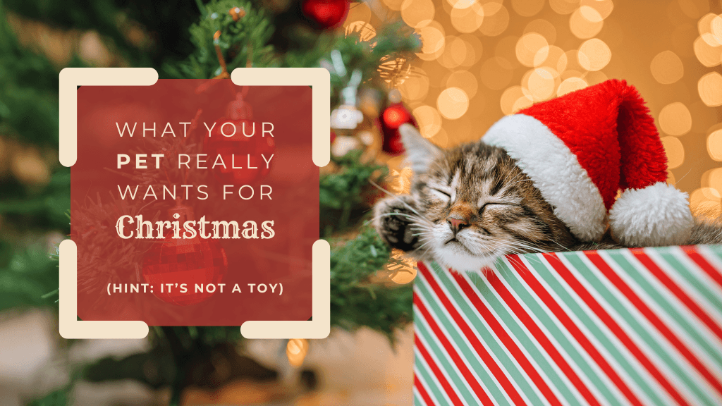 What Your Pet Really Wants for Christmas (and It&rsquo;s Not a Toy)