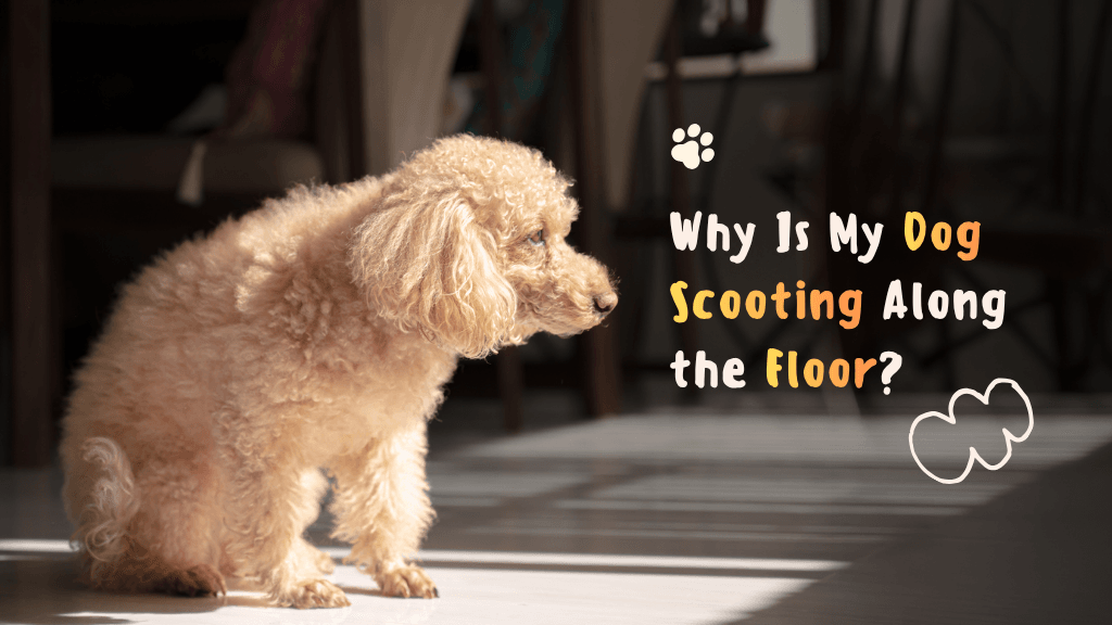 Why Is My Dog Scooting Along the Floor?