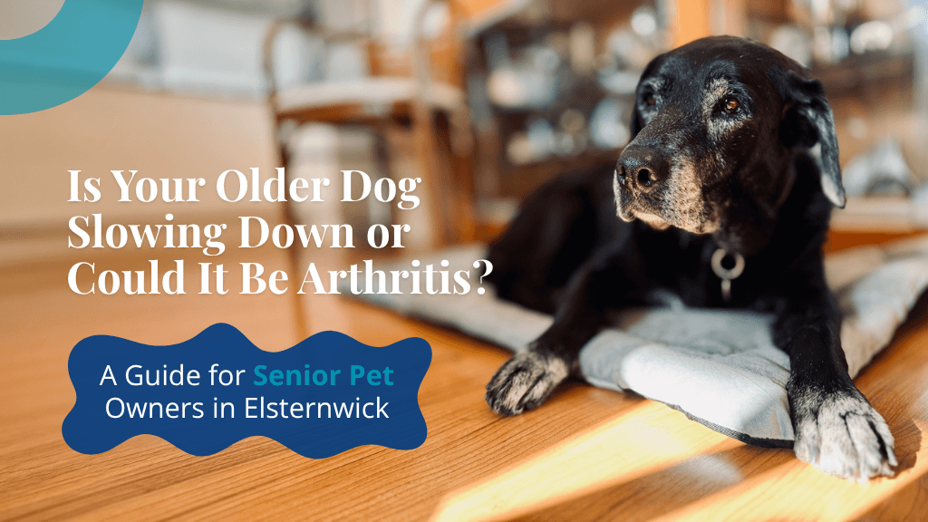 Is Your Older Dog Slowing Down or Could It Be Arthritis? A Guide for Senior Pet Owners in Elsternwick