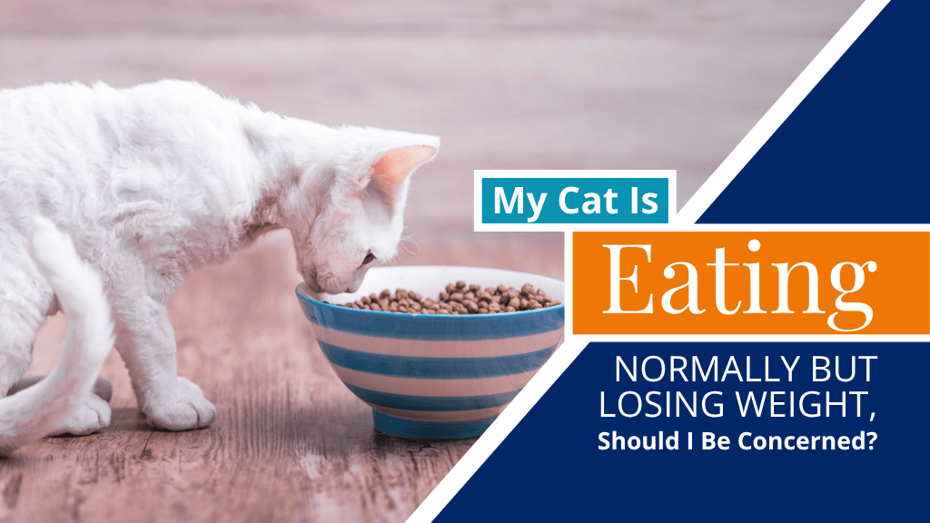 My Cat Is Eating Normally But Losing Weight, Should I Be Concerned?