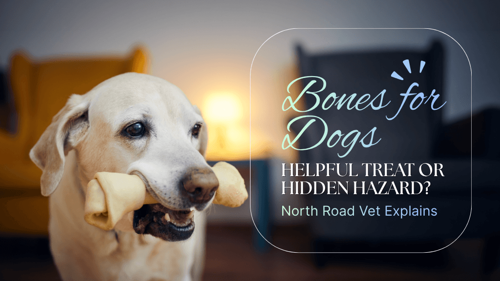 Bones for Dogs: Helpful Treat or Hidden Hazard? North Road Vet Explains
