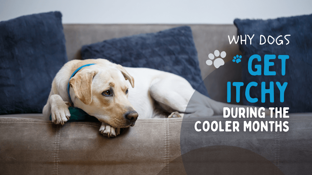 Why Dogs Get Itchy During the Cooler Months